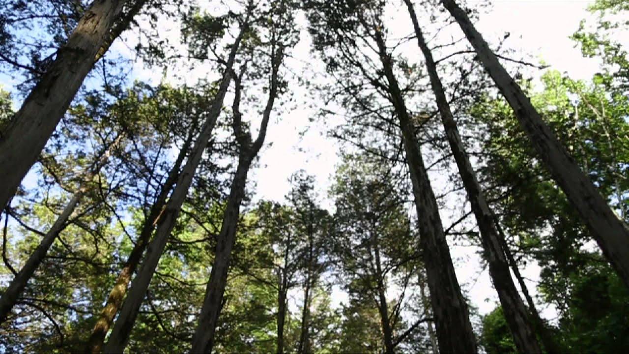 Wild Energy by Annea Lockwood and Bob Bielecki